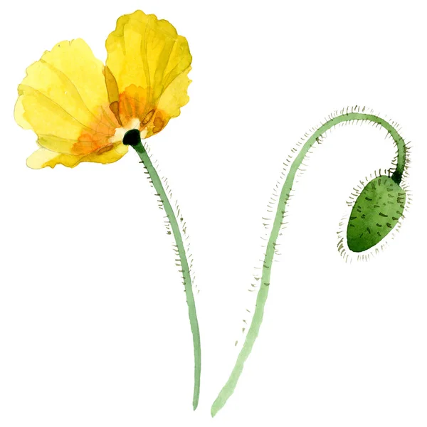 Fiori botanici floreali di papavero giallo. Acquerello sfondo illustrazione set. Elemento di illustrazione papaveri isolati . — Foto stock