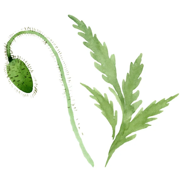 Grüne Klatschmohn-Knospe blühende botanische Blumen. Aquarell Hintergrundillustration Set. isolierte Mohnblumen Illustrationselement. — Stockfoto