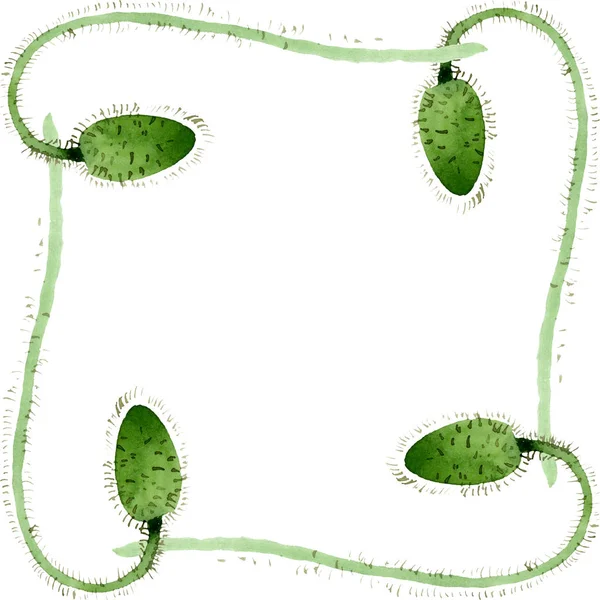 Grüne Klatschmohn-Knospe blühende botanische Blumen. Aquarell Hintergrundillustration Set. Rahmen Rand Ornament Quadrat. — Stockfoto