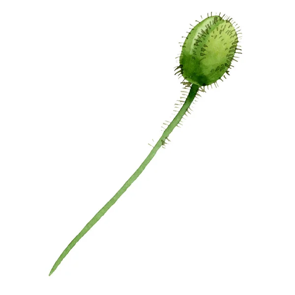 Germoglio di papavero verde fiori botanici floreali. Acquerello sfondo illustrazione set. Elemento di illustrazione papaveri isolati . — Foto stock