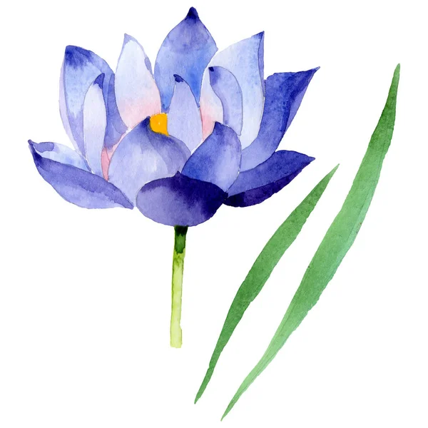 Сині лотосові квіткові ботанічні квіти. Набір ілюстрацій для акварельного фону. Ізольований елемент ілюстрації . — стокове фото