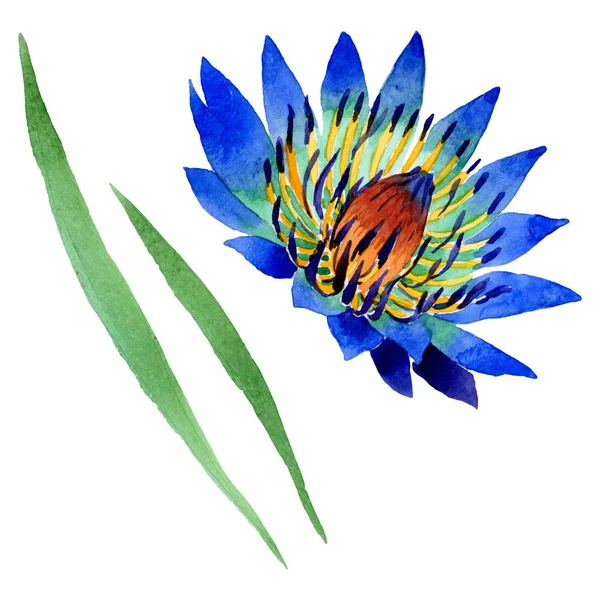 Fiori botanici floreali di loto blu. Acquerello sfondo illustrazione set. Elemento di illustrazione nelumbo isolato . — Foto stock