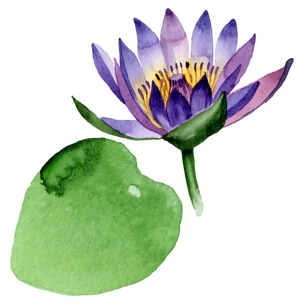 Botanische Blüten aus blauem Lotus. Aquarell Hintergrundillustration Set. isoliertes Nelumbo-Illustrationselement. — Stockfoto