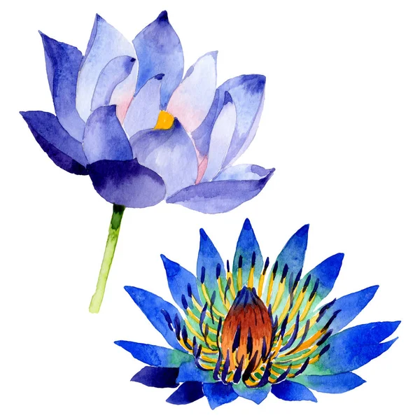 Голубой лотос цветочные ботанические цветы. Набор акварельных фонов. Изолированный элемент иллюстрации нелумбо . — стоковое фото