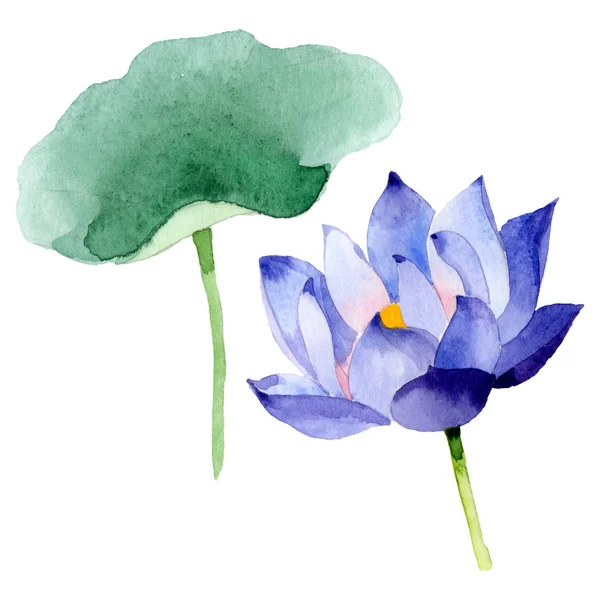 Fleurs botaniques florales de lotus bleu. Ensemble d'illustration de fond aquarelle. Élément d'illustration nelumbo isolé . — Photo de stock