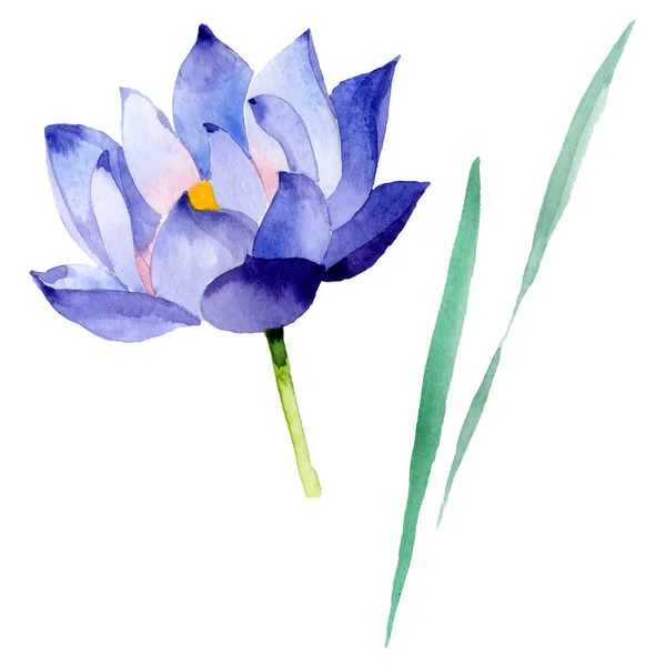 Botanische Blüten aus blauem Lotus. Aquarell Hintergrundillustration Set. isoliertes Nelumbo-Illustrationselement. — Stockfoto