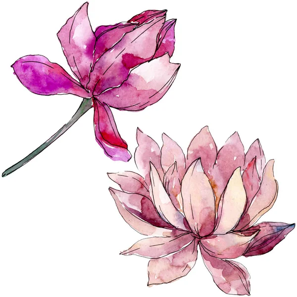 Lotus fleurs botaniques florales. jeu d'illustration de fond. Élément d'illustration nelumbo isolé . — Photo de stock