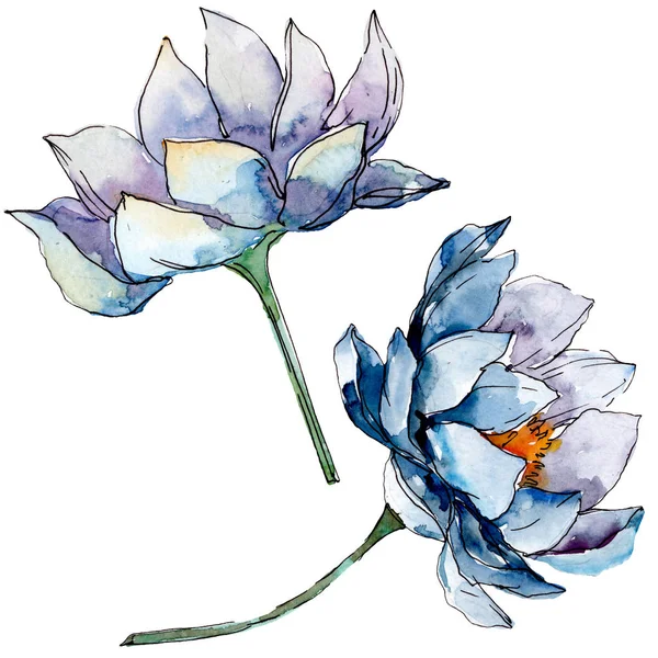 Lotus fleurs botaniques florales. jeu d'illustration de fond. Élément d'illustration nelumbo isolé . — Photo de stock