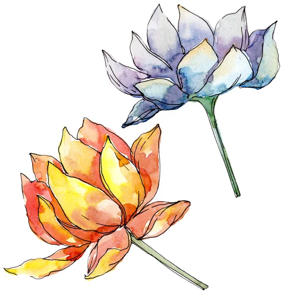 Lotus fleurs botaniques florales. jeu d'illustration de fond. Élément d'illustration nelumbo isolé . — Photo de stock