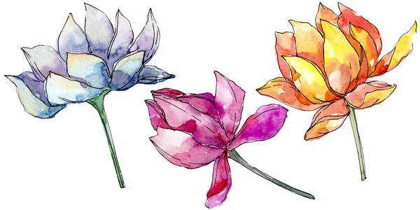 Flores botánicas florales de loto. set de ilustración de fondo. Elemento de ilustración nelumbo aislado . - foto de stock