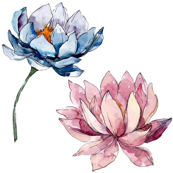 Lotus fleurs botaniques florales. jeu d'illustration de fond. Élément d'illustration nelumbo isolé . — Photo de stock