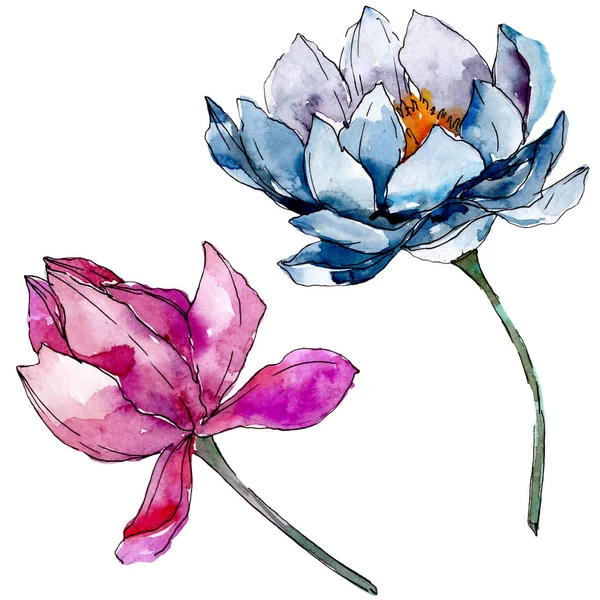 Lotus fleurs botaniques florales. jeu d'illustration de fond. Élément d'illustration nelumbo isolé . — Photo de stock