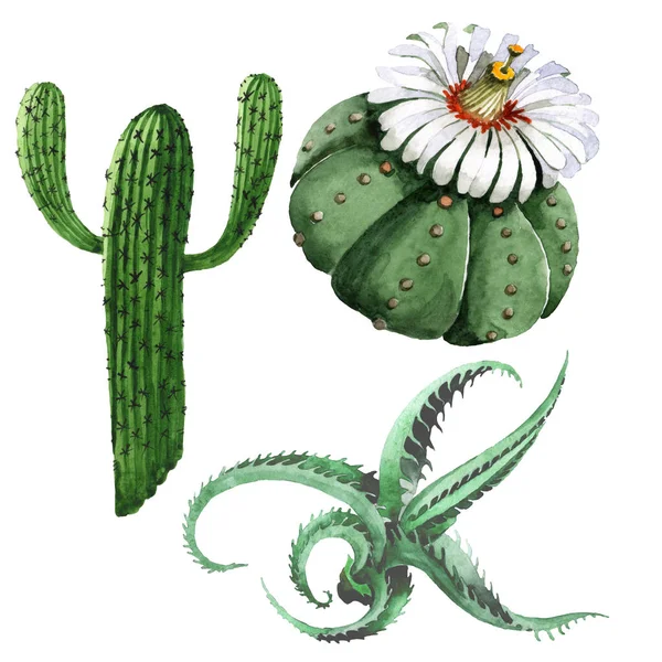 Grünen Kaktus Blumen botanische Blume. Aquarell Hintergrundillustration Set. isolierte Kakteen Illustrationselement. — Stockfoto
