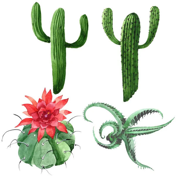 Flor botánica floral de cactus verde. Conjunto de ilustración de fondo acuarela. Elemento aislado de ilustración de cactus . — Stock Photo