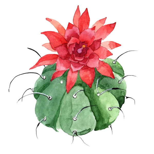 Green cactus floral botanical flower. Watercolor background illustration set. Isolated cacti illustration element. — Stock Photo