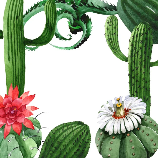 Flor botánica floral de cactus verde. Conjunto de ilustración de fondo acuarela. Marco borde ornamento cuadrado . — Stock Photo