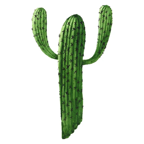 Flor botánica floral de cactus verde. Conjunto de ilustración de fondo acuarela. Elemento aislado de ilustración de cactus . — Stock Photo