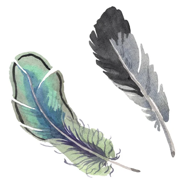 Acuarela pluma de pájaro de ala aislada. Pluma de Aquarelle para el fondo. Elemento de ilustración de plumas aisladas . - foto de stock