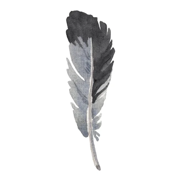 Watercolor bird feather from wing isolated. Aquarelle feather for background. Isolated feather illustration element. — Stock Photo