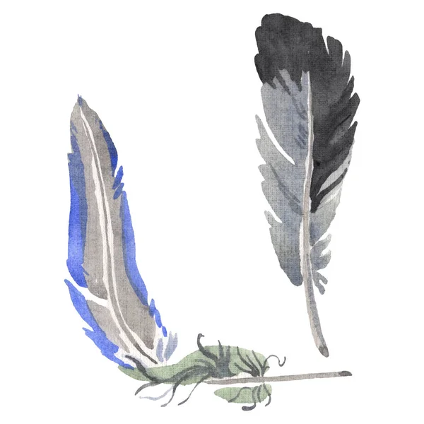 Watercolor bird feather from wing isolated. Aquarelle feather for background. Isolated feather illustration element. — Stock Photo