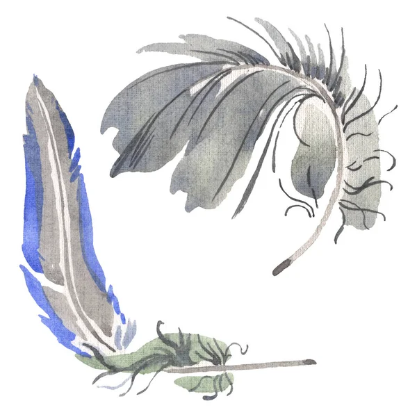 Aquarell Vogelfeder vom Flügel isoliert. Aquarellfeder für den Hintergrund. isolierte Feder Illustrationselement. — Stockfoto