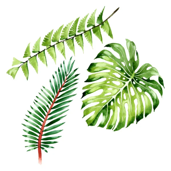 Пальмовое дерево оставляет джунгли ботаническими. Набор акварельных фонов. Изолированный элемент иллюстрации листьев . — стоковое фото