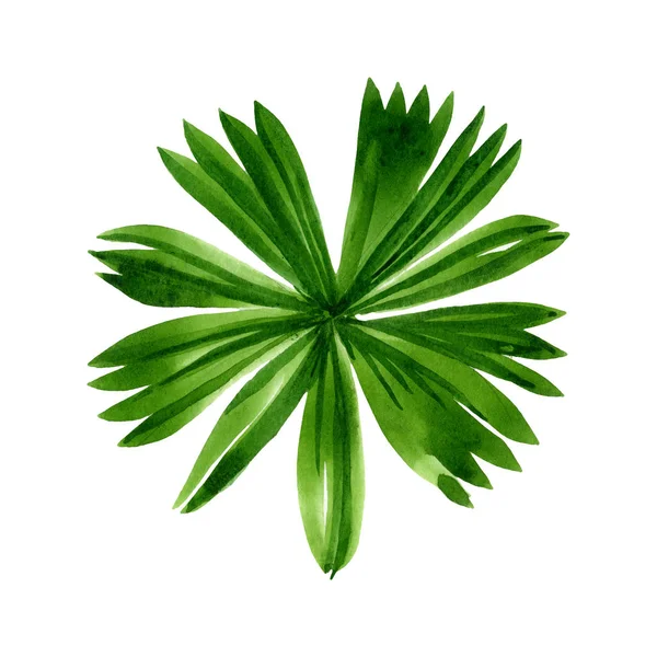 Palm beach tree leaves jungle botanical. Watercolor background illustration set. Isolated leaf illustration element. — Stock Photo