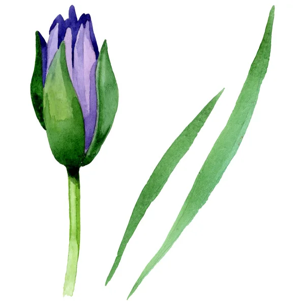 Botanische Blüten aus blauem Lotus. Aquarell Hintergrundillustration Set. isoliertes Nelumbo-Illustrationselement. — Stockfoto