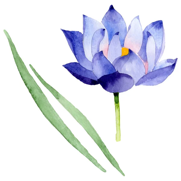 Fleurs botaniques florales de lotus bleu. Ensemble d'illustration de fond aquarelle. Élément d'illustration nelumbo isolé . — Photo de stock