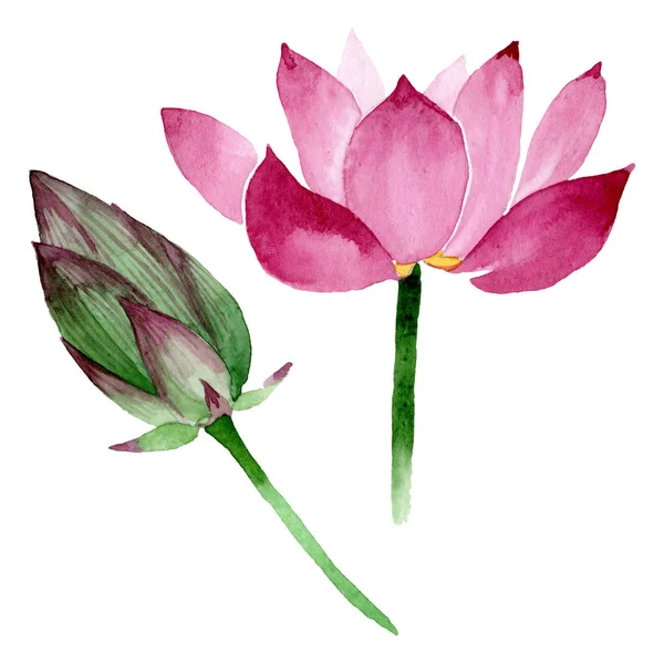 Рожеві лотосові квіткові ботанічні квіти. Набір ілюстрацій для акварельного фону. Ізольований елемент ілюстрації . — стокове фото