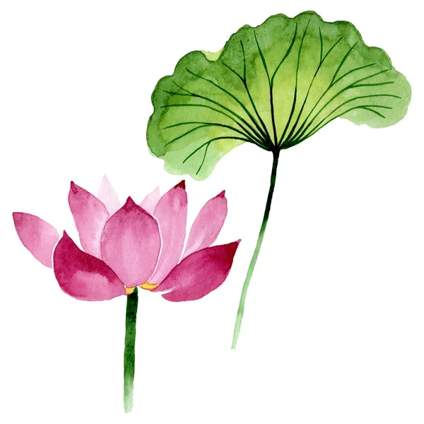 Розовый лотос цветочные ботанические цветы. Набор акварельных фонов. Изолированный элемент иллюстрации нелумбо . — стоковое фото