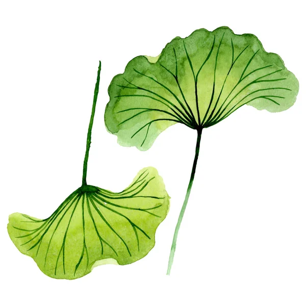 Hoja de loto verde flores botánicas florales. Conjunto de fondo acuarela. Elemento de ilustración nelumbo aislado . - foto de stock