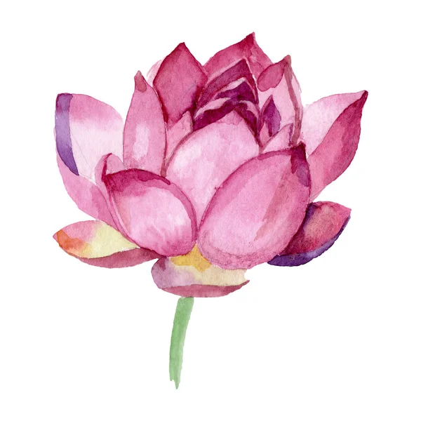 Fleurs botaniques florales de lotus rose. Ensemble d'illustration de fond aquarelle. Élément d'illustration nelumbo isolé . — Photo de stock