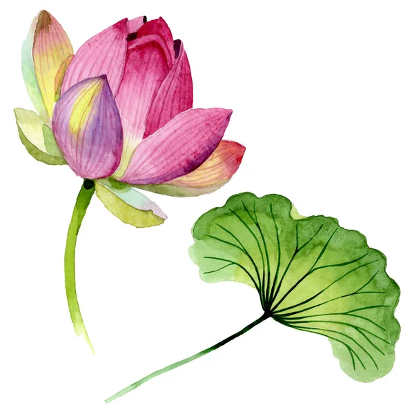 Fleurs botaniques florales de lotus rose. Ensemble d'illustration de fond aquarelle. Élément d'illustration nelumbo isolé . — Photo de stock