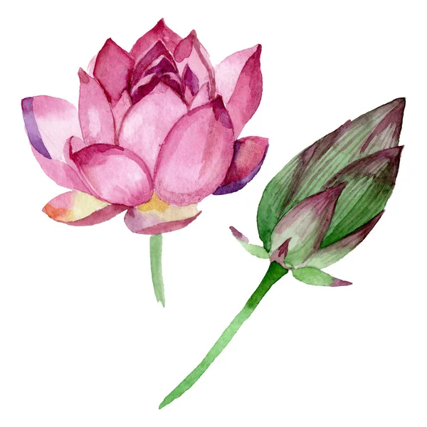 Fiori botanici floreali di loto rosa. Acquerello sfondo illustrazione set. Elemento di illustrazione nelumbo isolato . — Foto stock