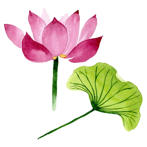 Fleurs botaniques florales de lotus rose. Ensemble d'illustration de fond aquarelle. Élément d'illustration nelumbo isolé . — Photo de stock