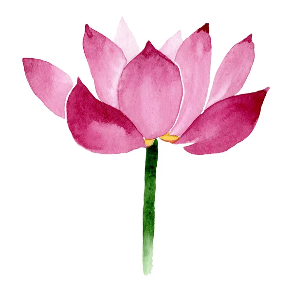 Рожеві лотосові квіткові ботанічні квіти. Набір ілюстрацій для акварельного фону. Ізольований елемент ілюстрації . — стокове фото