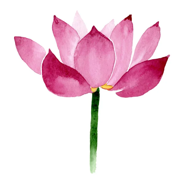 Fleurs botaniques florales de lotus rose. Ensemble d'illustration de fond aquarelle. Élément d'illustration nelumbo isolé . — Photo de stock