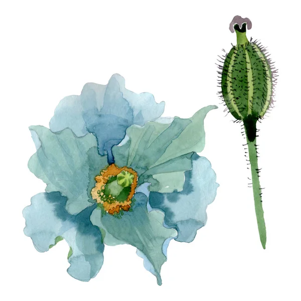 Flor de papoula azul flores botânicas. Conjunto de ilustração de fundo aquarela. Isolado papoilas ilustração elemento . — Fotografia de Stock
