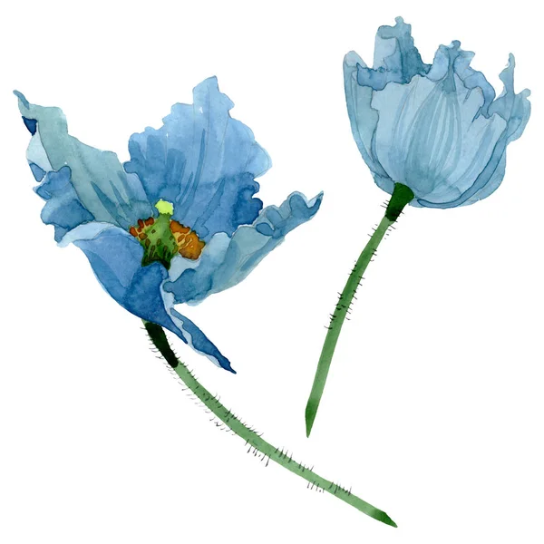 Fleurs botaniques florales de pavot bleu. Ensemble d'illustration de fond aquarelle. Élément d'illustration de coquelicots isolés . — Photo de stock