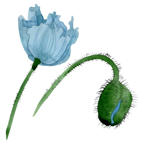 Flores botánicas florales de amapola azul. Conjunto de ilustración de fondo acuarela. Elemento de ilustración de amapolas aisladas . - foto de stock