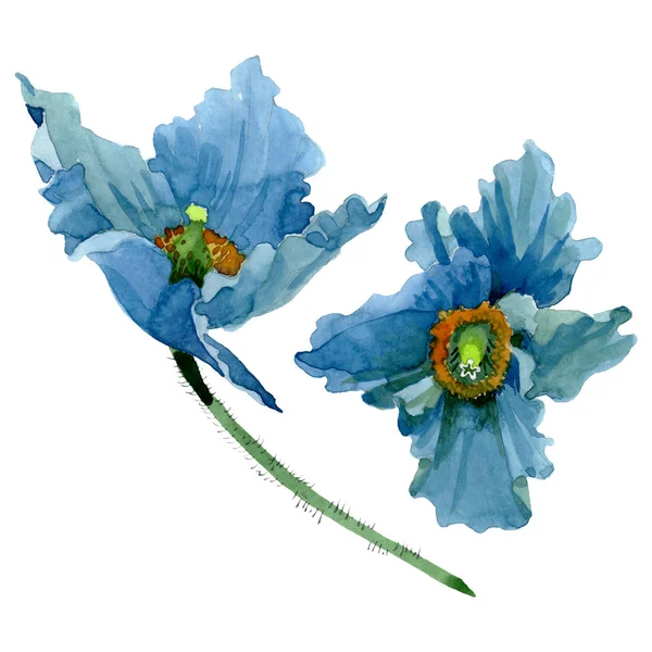 Blauer Klatschmohn mit botanischen Blüten. Aquarell Hintergrundillustration Set. isolierte Mohnblumen Illustrationselement. — Stockfoto