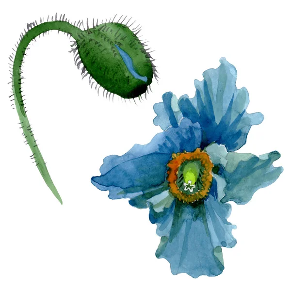 Flores botánicas florales de amapola azul. Conjunto de ilustración de fondo acuarela. Elemento de ilustración de amapolas aisladas
. - foto de stock