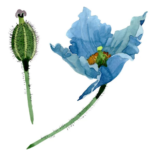 Fiori botanici floreali di papavero blu. Acquerello sfondo illustrazione set. Elemento di illustrazione papaveri isolati . — Foto stock