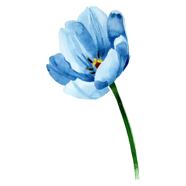 Tulipano blu fiori botanici floreali. Acquerello sfondo illustrazione set. Elemento di illustrazione tulipano isolato . — Foto stock