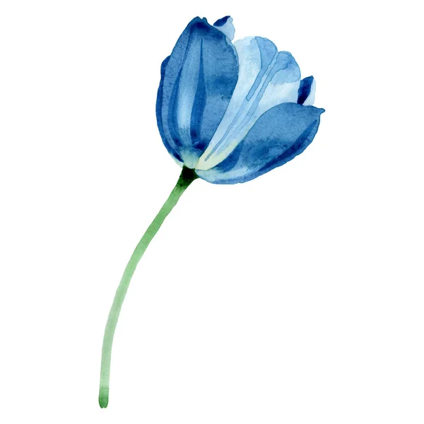 Blaue Tulpe mit botanischen Blüten. Aquarell Hintergrundillustration Set. isoliertes Tulpenillustrationselement. — Stockfoto