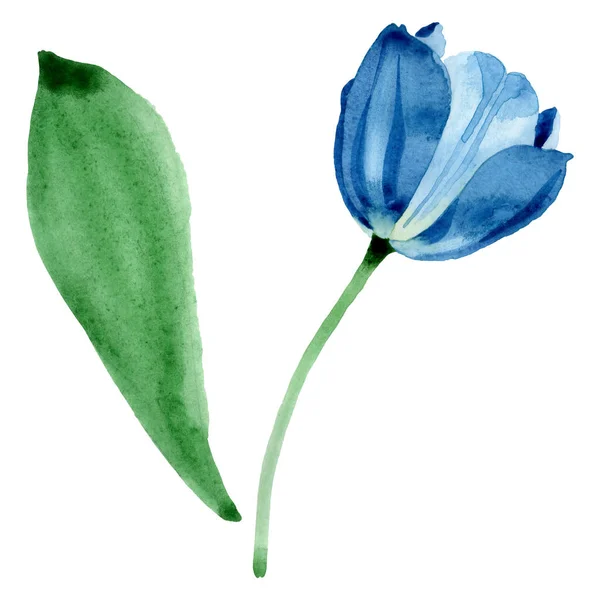 Blaue Tulpe mit botanischen Blüten. Aquarell Hintergrundillustration Set. isoliertes Tulpenillustrationselement. — Stockfoto