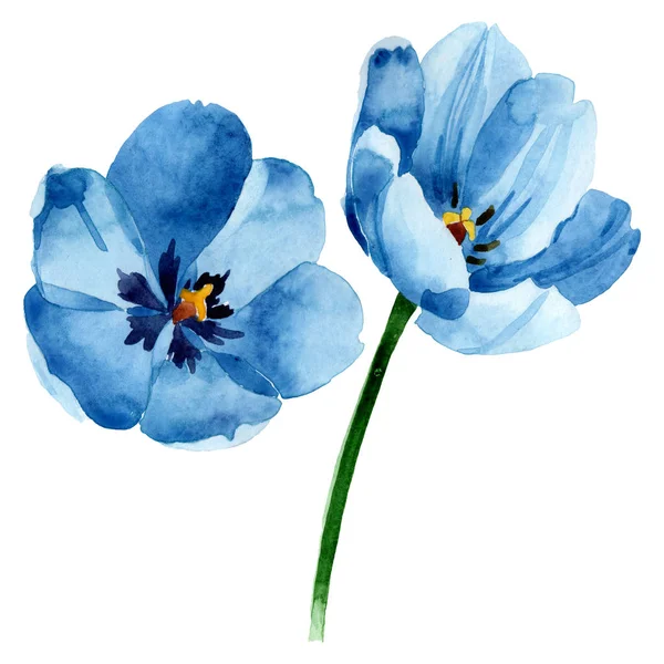 Flores botánicas florales de tulipán azul. Conjunto de ilustración de fondo acuarela. Elemento de ilustración de tulipán aislado . - foto de stock
