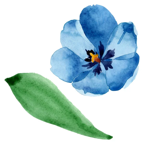 Tulipano blu fiori botanici floreali. Acquerello sfondo illustrazione set. Elemento di illustrazione tulipano isolato . — Foto stock