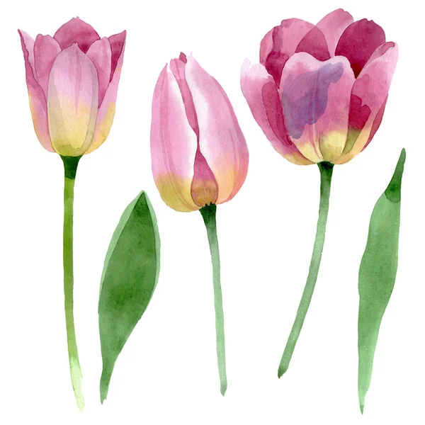 Tulipanes rosados flores botánicas florales. Conjunto de ilustración de fondo acuarela. tulipanes aislados elemento de ilustración . - foto de stock